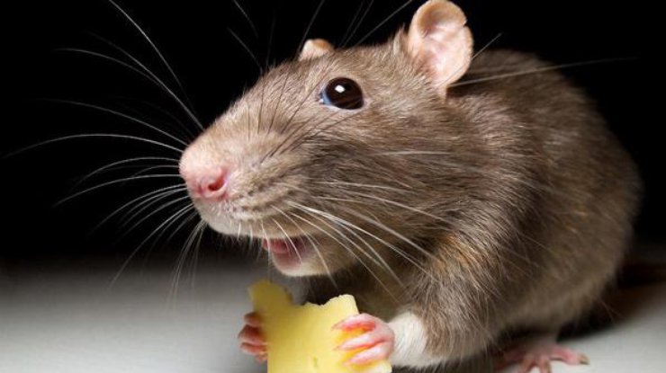 Девушки мастерски выгнали большую крысу из квартиры