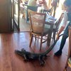 В Австралии из кафе официантка вытащила огромного варана (видео) 