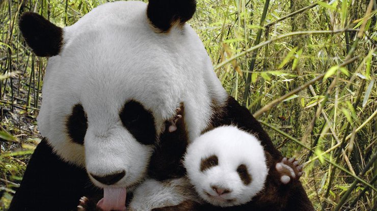 Как мамы-панды приучают капризных малышей к воде