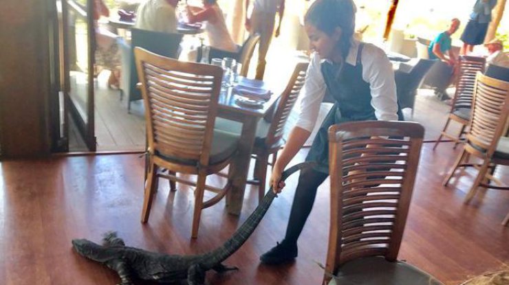 В Австралии из кафе официантка вытащила метрового варана