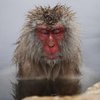 В Японии уничтожили полсотни обезьян из-за "чужеродных" генов