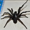 В Австралии спасли мальчика, укушенного самым ядовитым в мире пауком