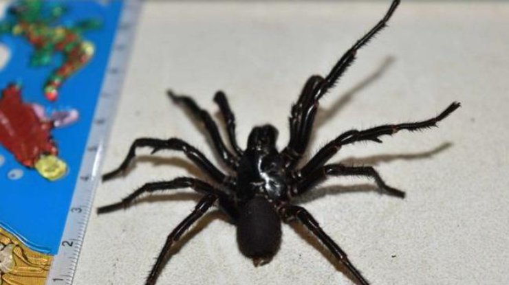 В Австралии спасли мальчика, укушенного самым ядовитым в мире пауком