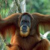 В Индонезии трое рабочих съели орангутанга 