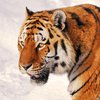 В Китае амурские тигры напали на дрон (видео)