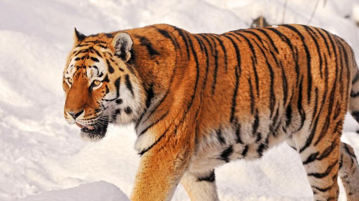 В Китае амурские тигры напали на дрон