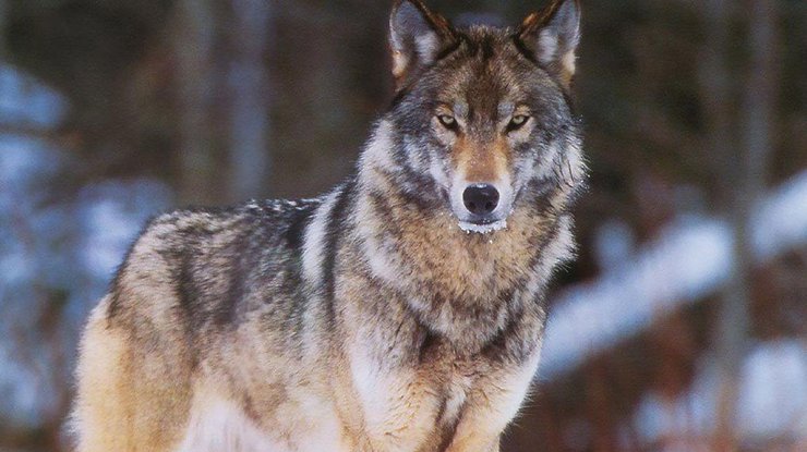 В Черниговской области бешеный волк бросился на человека