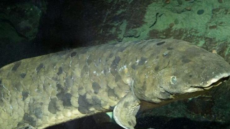 Умерла самая старая в мире аквариумная рыба в возрасте 90 лет / Фото: news.sky.com