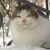 У Києві котів-безхатьків можуть визнати частиною екосистеми міста