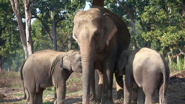 В Китае голодные слоны оккупировали территорию