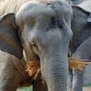 В зоопарке Японии слон убил смотрителя