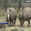 У Бельгії в зоопарку вирішили обрізати роги носорогам 