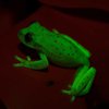 Ученые нашли первую в мире "светящуюся" лягушку