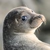 Тюленьи усы "призвали на службу" во флот США