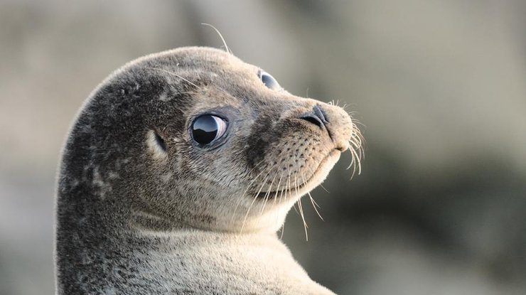 С помощью вибрисс тюлени могут охотиться не только днем, но и ночью