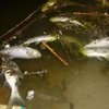 В Голубом озере на Виноградаре массового гибнет рыба (фото)
