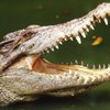 В Мозамбике крокодил съел пробегающего мимо футболиста