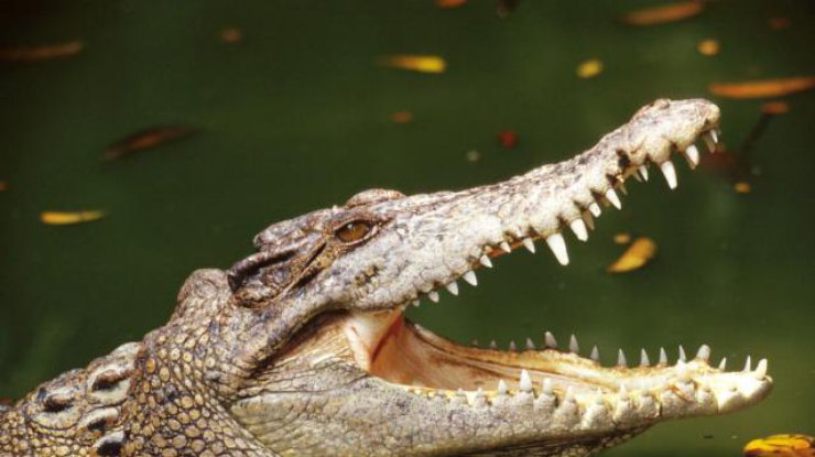 В Мозамбике пятиметровый крокодил съел пробегающего мимо футболиста