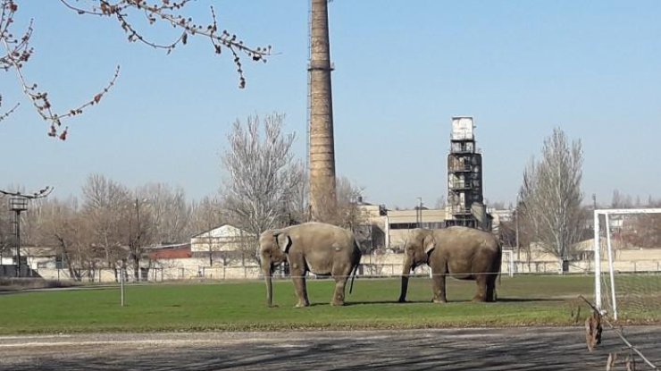 Животных заметили на стадионе Моторного завода
