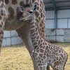 В Британии родился детеныш редкого вида жирафов