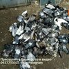 В Киеве работники ЖЕКа устроили массовое убийство голубей (фото)