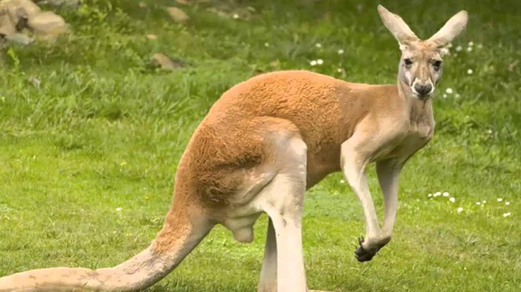 В Австралии злой кенгуру атаковал автомобиль