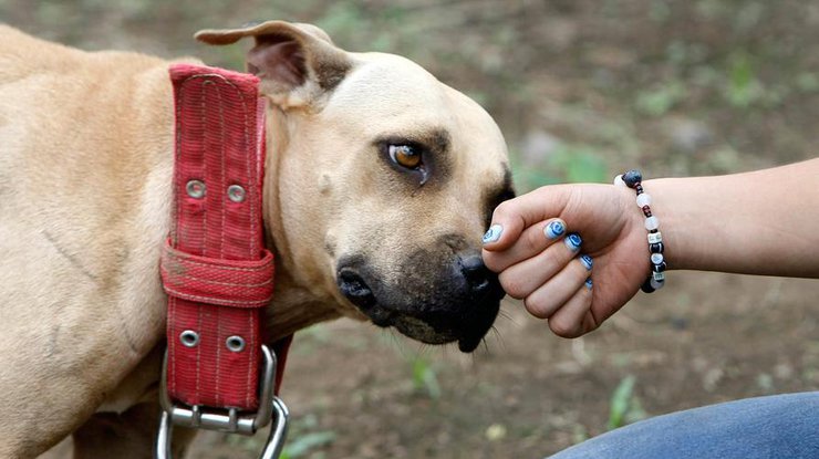 В Южной Корее зоозащитники спасли от съедения десятки собак 