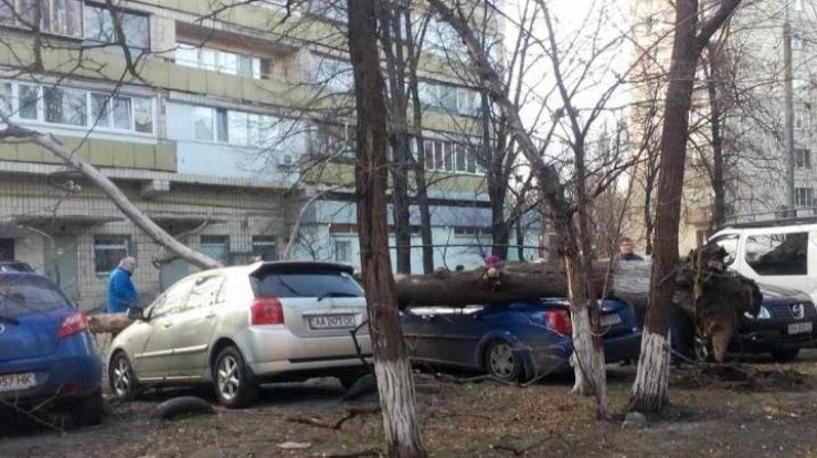 В Киеве рухнуло дерево на припаркованные автомобили. Фото: 044.ua. 