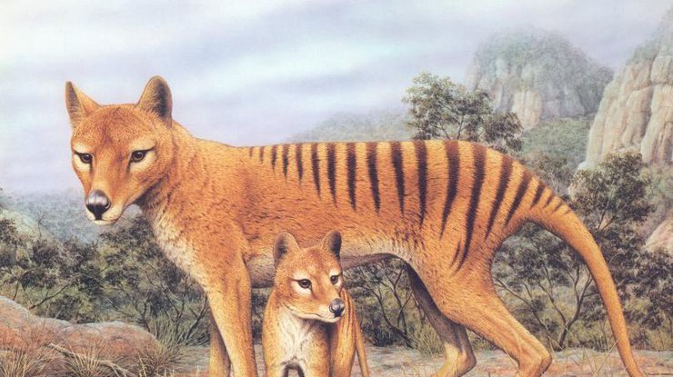 Замеченные млекопитающие не были похожи на других крупных животных