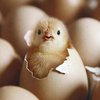 Яйцо или курица: что появилось раньше