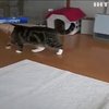 В Японії кіт потрапив до книги рекордів Гіннеса