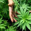 Одна из крупнейших стран мира хочет легализовать марихуану