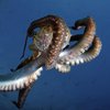 Осьминоги "ходят на охоту" с жалами медуз (видео)
