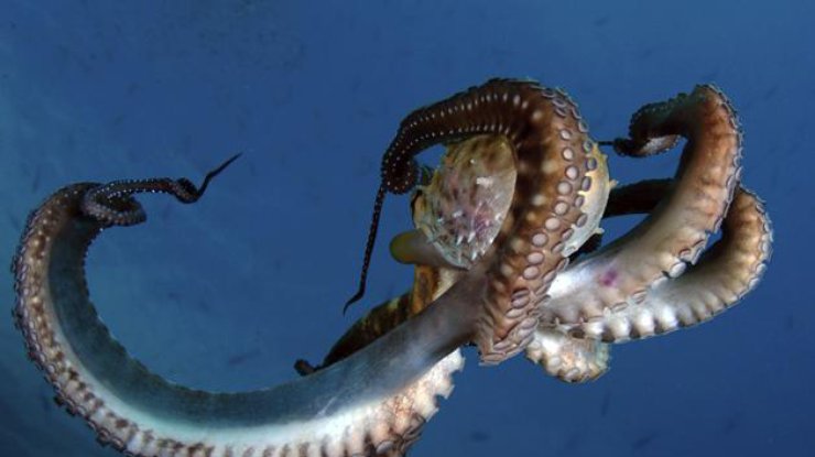 Семирукий осьминог – один из самых крупных среди известных видов головоногих