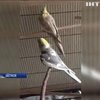 В Австралії папуга співає оперу Моцарта