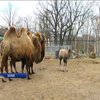 В зоопарку Харкова народилося богатирське верблюденя