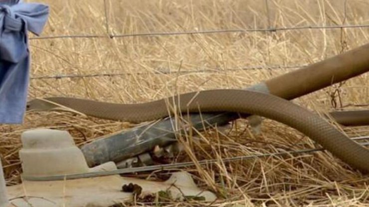 В Австралии мать случайно сфотографировала дочь со смертоносной змеей