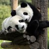 Почему панды черно-белые: ученые разгадали секрет бамбуковых медведей (видео)