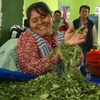 Боливия удвоит производство коки