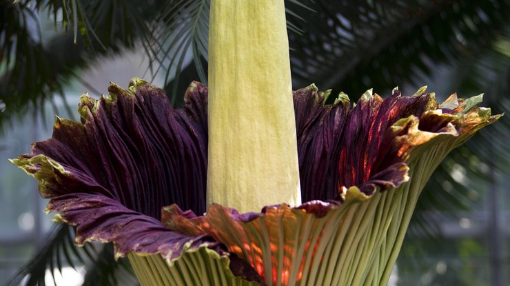 В Бельгии зацвели самые большие в мире цветы