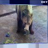 Ведмедів у зоопарку Харкова нагодували конфіскованими першоцвітами