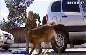 Євробачення-2017: за порядком слідкуватимуть 50 військових собак 