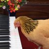 Забавное видео: курица научилась играть на пианино