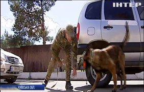 Під час проведення "Євробачення 2017" 50 собак шукатимуть вибухівку