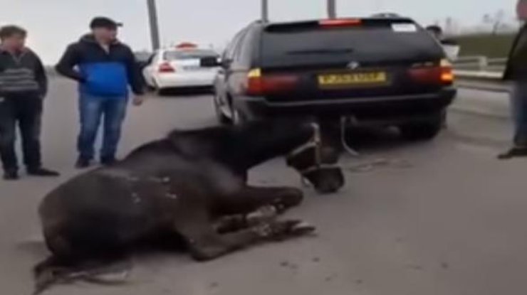 По трассе "Киев-Одесса" живодеры протащили на веревке коня 