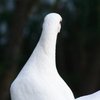 В Оксфорде сделали неожиданное открытие о голубях