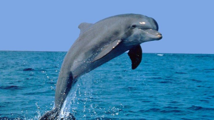 Осьминог сумел "оседлать" дельфина 