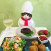 В Японии кулинарным "Ревизором" стал кот (фото)