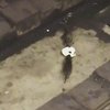 В метро Нью-Йорка подрались крысы (видео) 