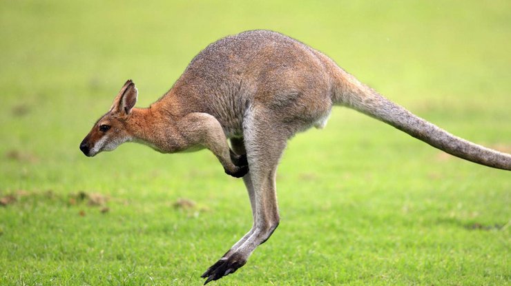 В Австралии кенгуру заблокировали дорогу во время спаривания 